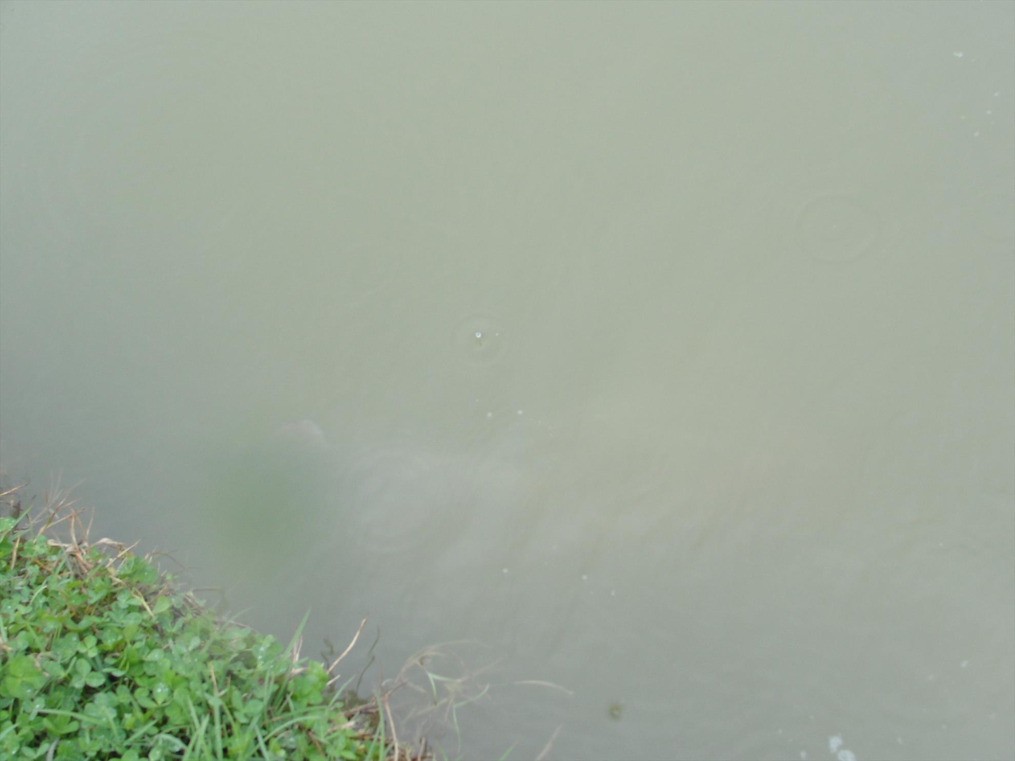 Floarea Popestiului 01.04.2012 - picture-132.jpg